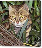 Black Footed Cat Canvas Print