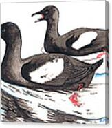 Black Guillemot Canvas Print