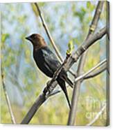 Black-headed Crow Bird Canvas Print