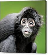 Black-headed Spider Monkey Canvas Print