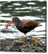 Black Oystercatcher With Crab Canvas Print