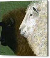 Black Sheep White Sheep Canvas Print