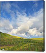 Black Spruce On Fall Tundra Canvas Print