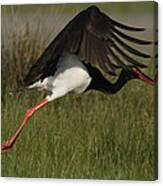 Black Stork, Ciconia Nigra, Taking Off. Canvas Print