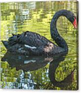 Black Swan Canvas Print