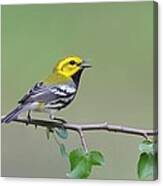 Black Throated Green Warbler Calling Canvas Print