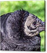 Black Vulture Waiting For Prey Canvas Print