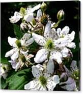 Blackberry Bush In Bloom Canvas Print