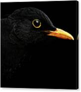 Blackbird On A Black Background By Robert Trevis-smith, Blackbirds