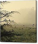 Blackbirds Singing In The Morning Fog Canvas Print