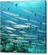Blackfin Barracuda In Palau Canvas Print