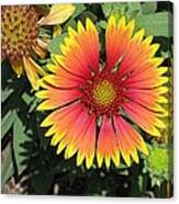 Blanket Flower Canvas Print