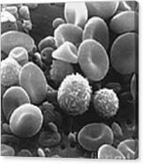 Blood Cells And Platelets Canvas Print
