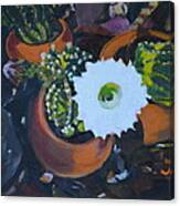Blooming Cacti Canvas Print