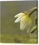 Blooming Daffodils Canvas Print