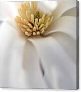Blooming Merrill Magnolia Canvas Print