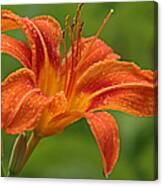 Blooming Tiger Lily Canvas Print