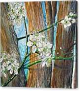 Blooms Of The Cleaveland Pear Canvas Print