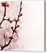 Blossom Flower Canvas Print