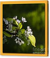 Blossoms Time 1 Canvas Print