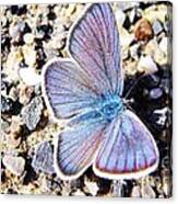 Blue Butterfly On Gravel Canvas Print
