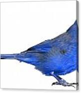 Blue Cardinal Canvas Print