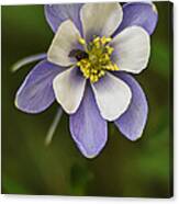 Blue Columbine Canvas Print