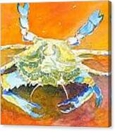 Blue Crab Canvas Print