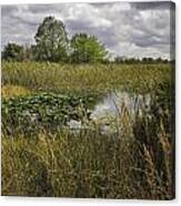 Blue Cypress Wetlands Canvas Print