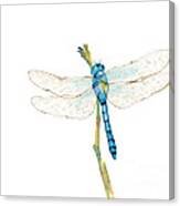 Blue Dragonfly Canvas Print