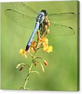 Blue Dragonfly On Yellow Flower Canvas Print