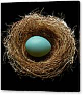 Blue Egg In A Nest Canvas Print