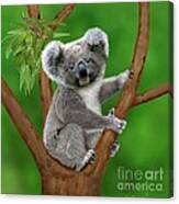 Blue-eyed Baby Koala Canvas Print