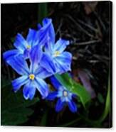 #blue #flower #flowers #plant #spring Canvas Print