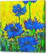 Blue Flowers - Wild Cornflowers In Sunlight Canvas Print