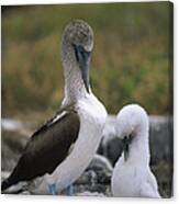 Blue-footed Booby And Chick Preening Canvas Print