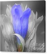 Blue Gentian Flower In Partial Color Canvas Print