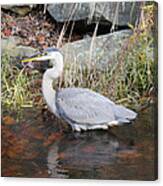 Blue Heron Ii Canvas Print