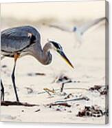 Blue Heron At The Beach Canvas Print