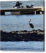 Blue Heron By The Dock Canvas Print