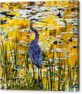 Blue Heron In A Golden Pond Canvas Print
