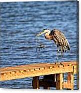 Blue Heron Spies The Dragonfly Canvas Print