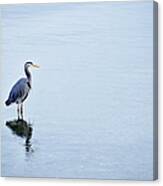 Blue Heron Canvas Print