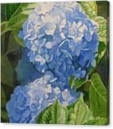 Blue Hydrangea Blossoms Canvas Print