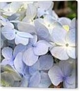 Blue Hydrangea Flowers Canvas Print