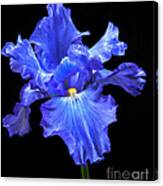 Blue Iris Canvas Print