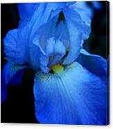 Blue Iris Canvas Print