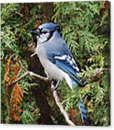 Blue Jay In Cedar Tree Canvas Print