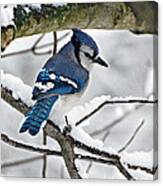 Blue Jay Canvas Print