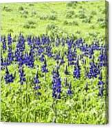 Blue Lupine Canvas Print